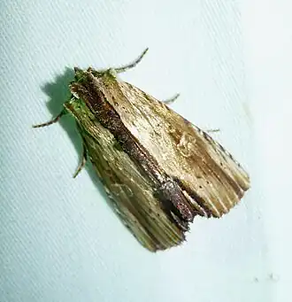Antachara diminuta