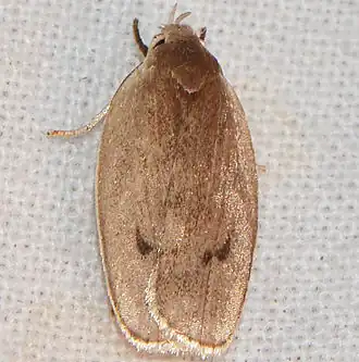 Antaeotricha osseella