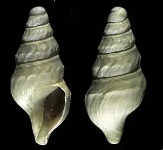 Antarctospira badenpowelli