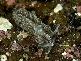 Anteaeolidiella chromosoma