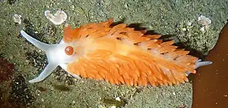 Anteaeolidiella oliviae