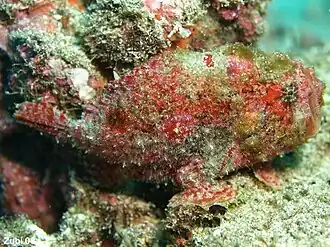 Antennatus coccineus