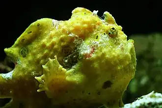 Antennarius pardalis