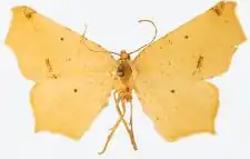 Antepione indiscretata