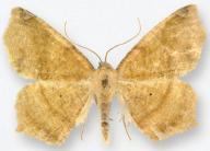 Antepione tiselaaria