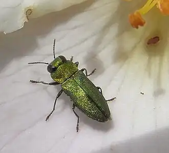 Blinkende prachtkever