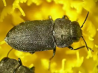 Anthaxia quadripunctata