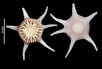 Anthemiphyllia spinifera