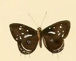 Triclema lamias