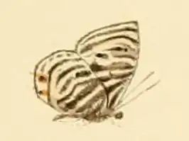 Neurellipes leptines