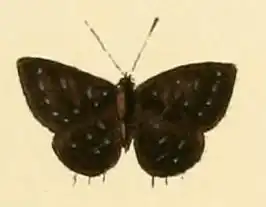 Triclema lucretilis