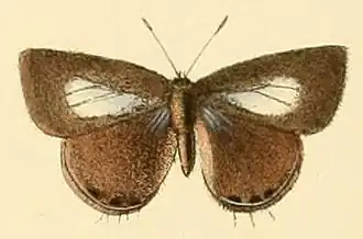 Anthene lycaenoides