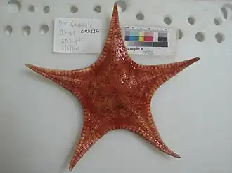 Anthenoides cristatus