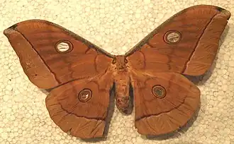 Antheraea frithi