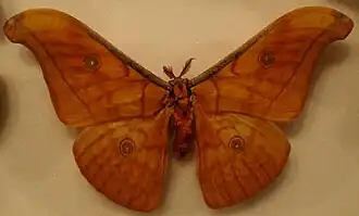Antheraea jana