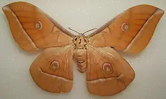 Antheraea hartii