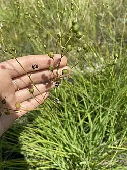 Doosvrucht met zaden