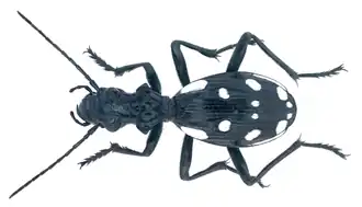 Anthia duodecimguttata