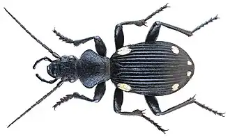 Anthia hexasticta