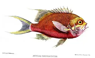 Odontanthias chrysostictus
