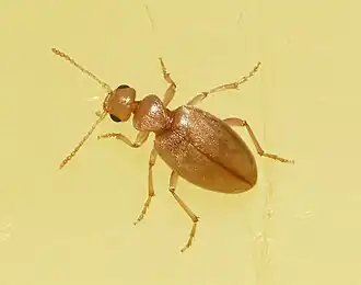 Bleekgele snoerhalskever