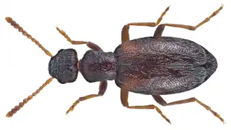 Anthicus fenestratus