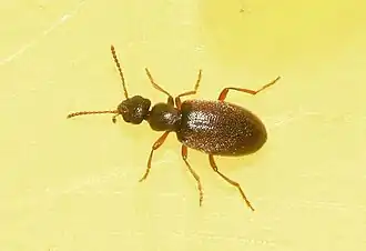 Anthicus luteicornis