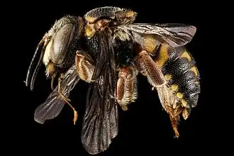 Anthidiellum perplexum