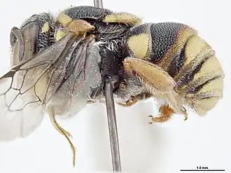 Anthidiellum turneri