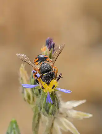 Anthidium auritum