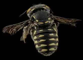 Anthidium maculifrons