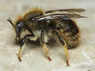 Anthidium montanum