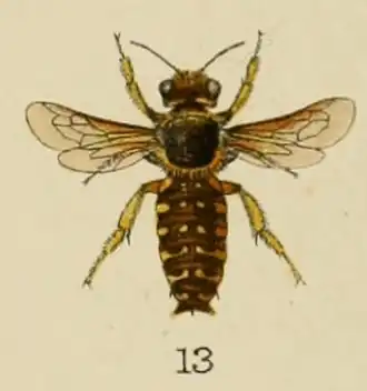 Anthidium ordinatum