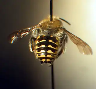 Anthidium palliventre