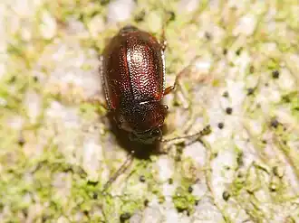 Anthobium atrocephalum