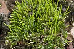 Anthoceros angustus, een hauwmos