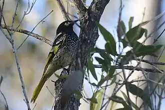 Geschubde lelhoningeter