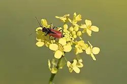 Bij sommige exemplaren strekt de zwarte vlek zich tot halverwege de dekschilden uit