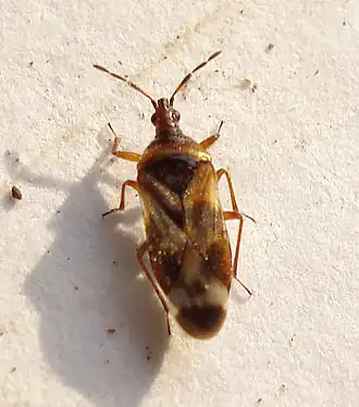 Anthocoris limbatus