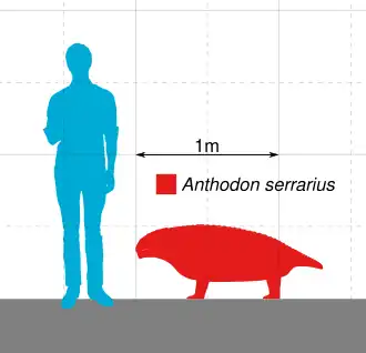 Anthodon