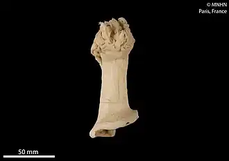 Anthomastus giganteus