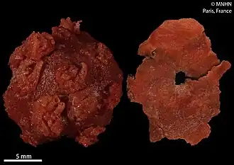 Anthomastus globosus