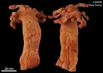 Anthomastus tahinodus