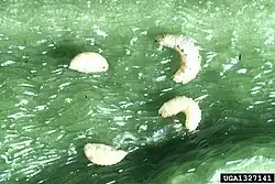 Larven en poppen van de paprikasnuitkever in een groene paprika