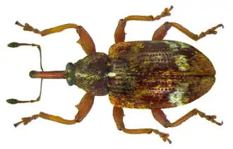 Meidoornbloesemkever