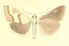 Tegostoma baphialis