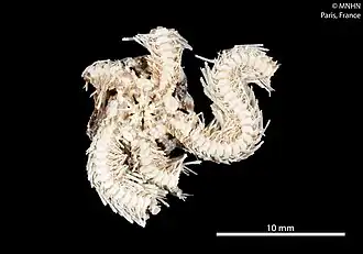 Anthophiura granulata