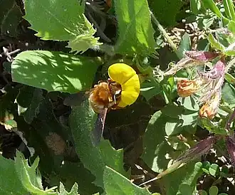 Anthophora hispanica