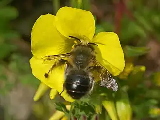 Anthophora dispar