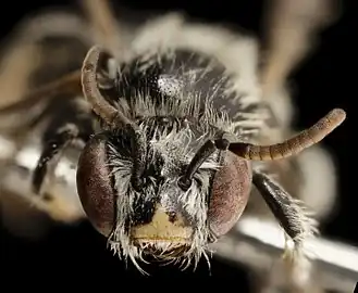 Anthophorula micheneri